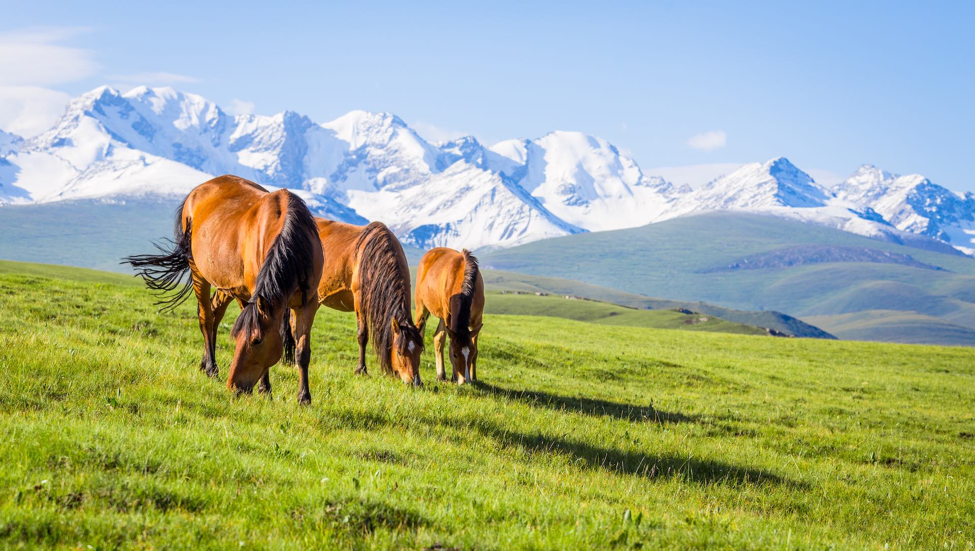 Horseback riding in Poland? Discover some unique places