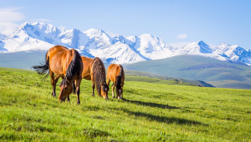 horseback-riding-poland