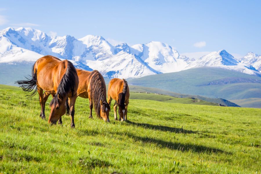 horseback-riding-poland
